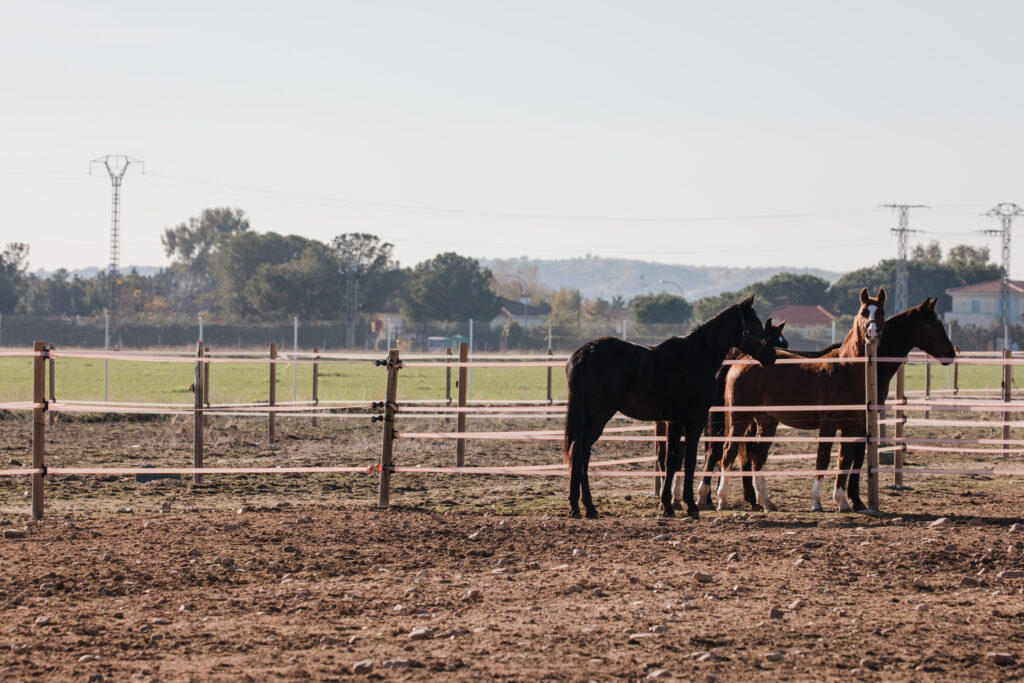 instalaciones de recreo caballos